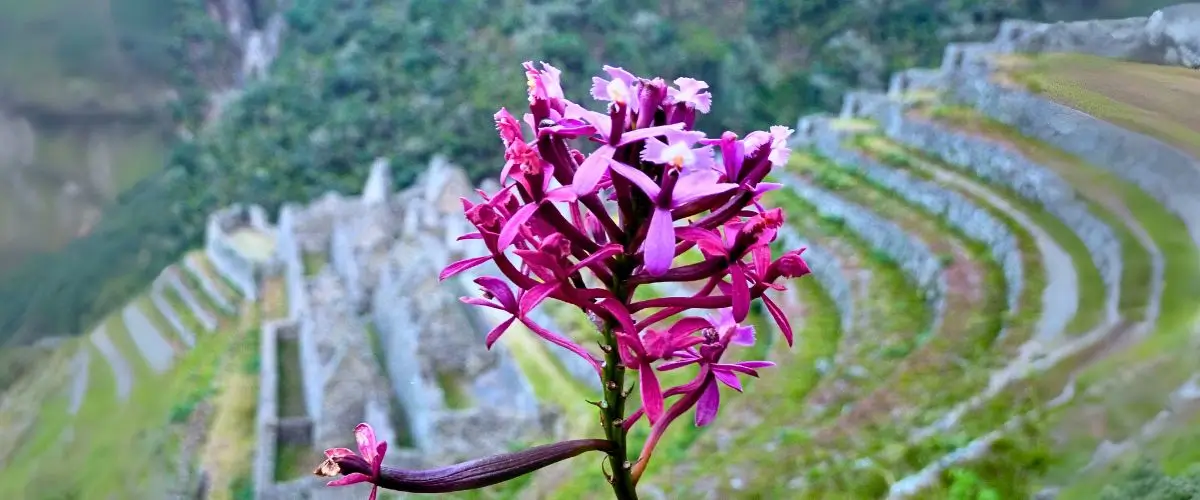 Wiñay Wayna orchid in the cloud forest along the Inca Trail